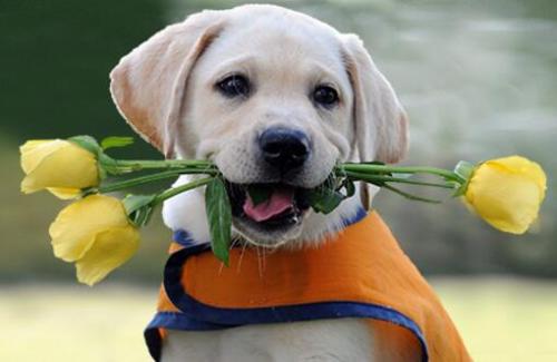 �в��ּ����ĳ�����������Щ �������ִ�ȫ������