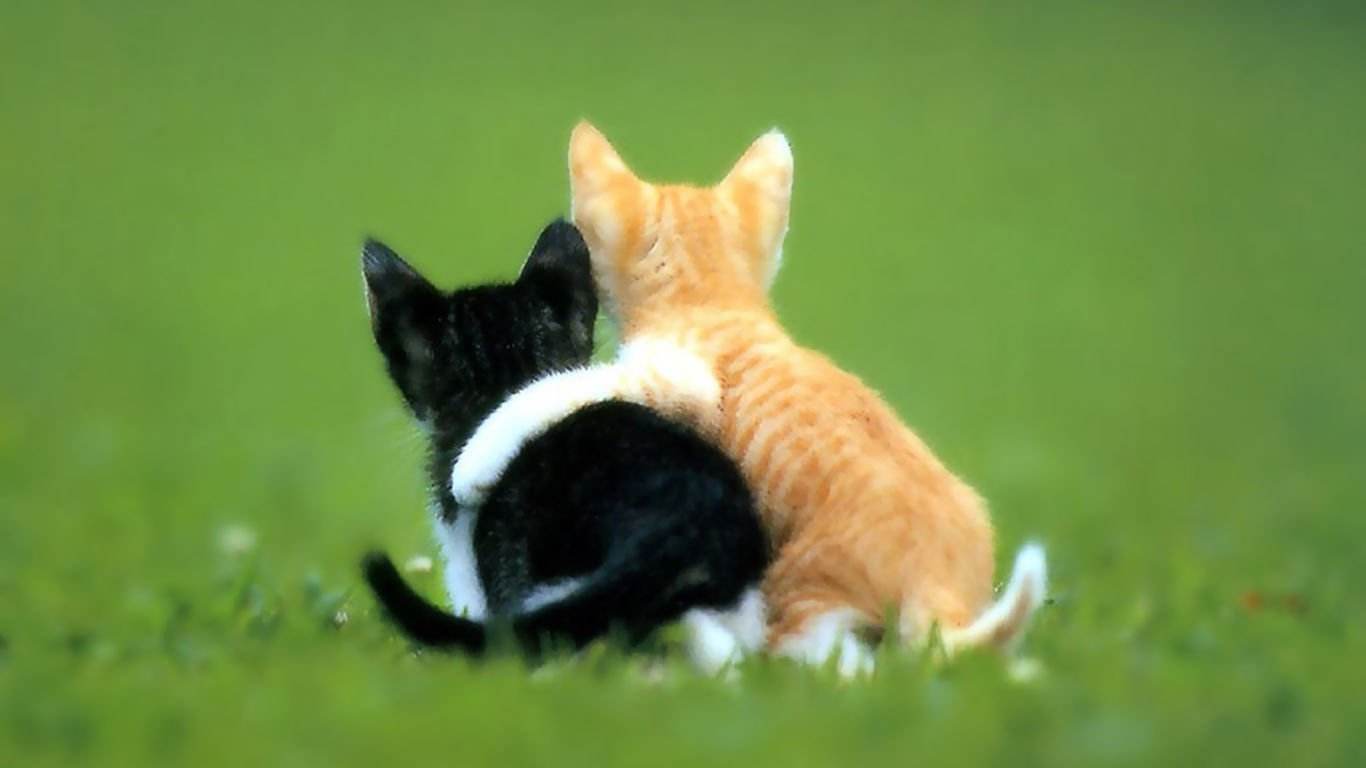 �в��ּ����ĳ�����������Щ �������ִ�ȫ������