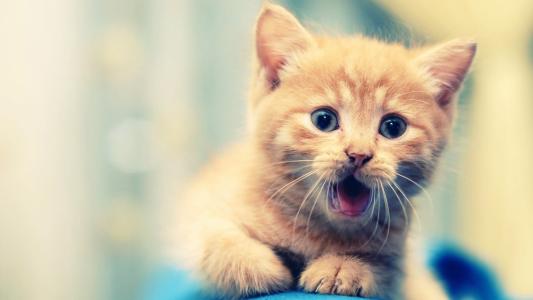 好听可爱的宠物猫咪名字大全