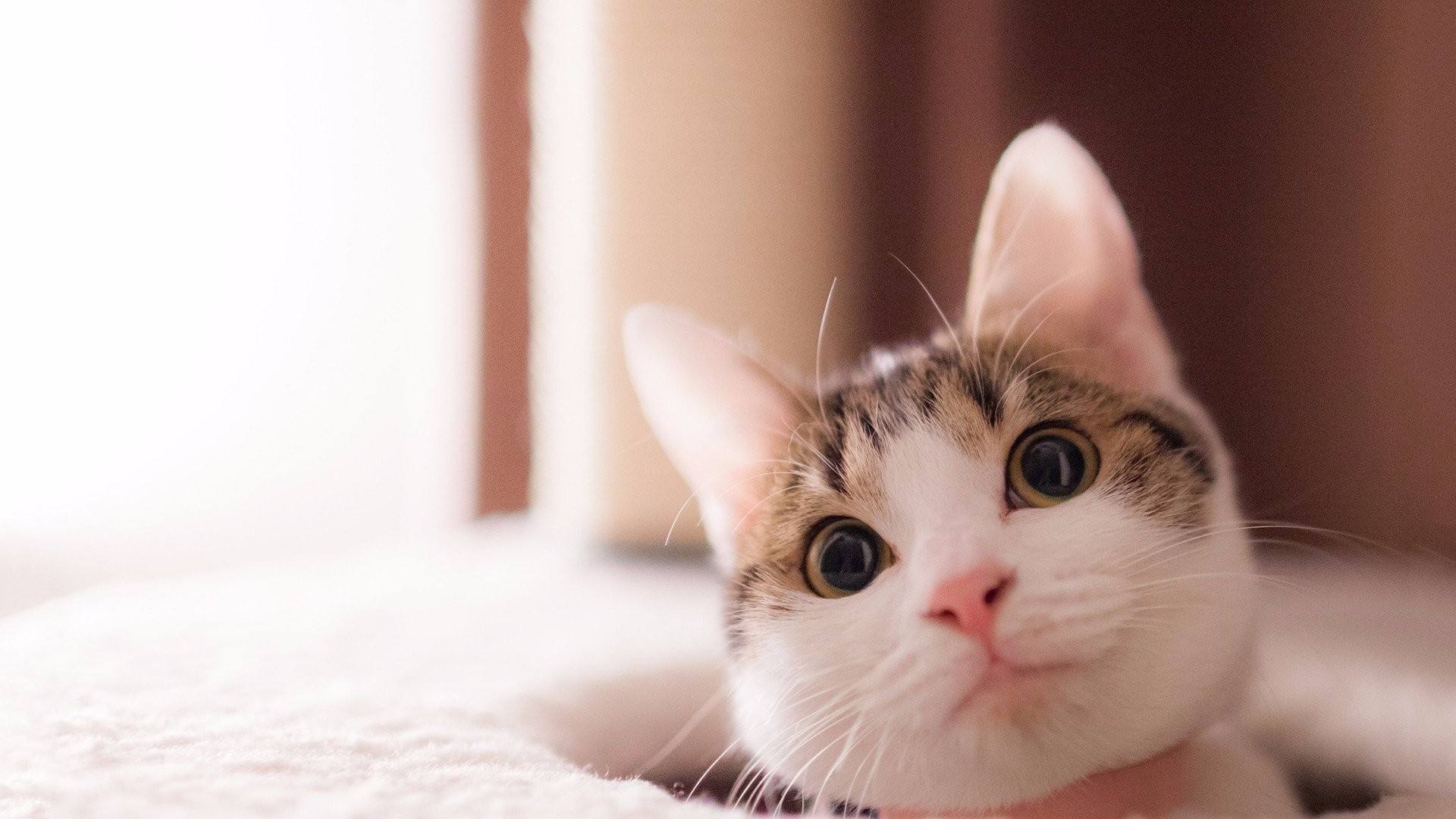 好听可爱的宠物猫咪名字大全