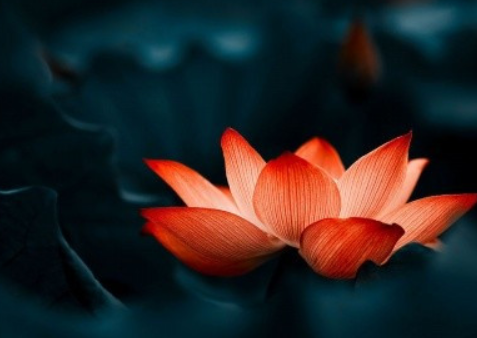 高雅的微信昵称以莲起名,带佛系莲花的微信昵称