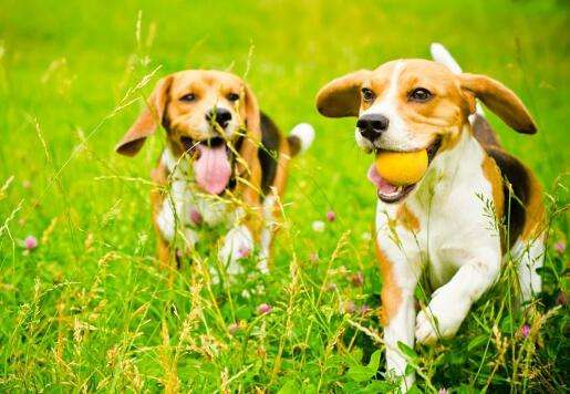 �������ֽ�ʲô�ȽϺ��� �������вƵ�С������