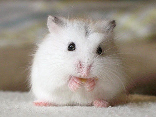 Ů����������ʲô�ֺã��󱦱�Ů��Ư���к������ִ�����