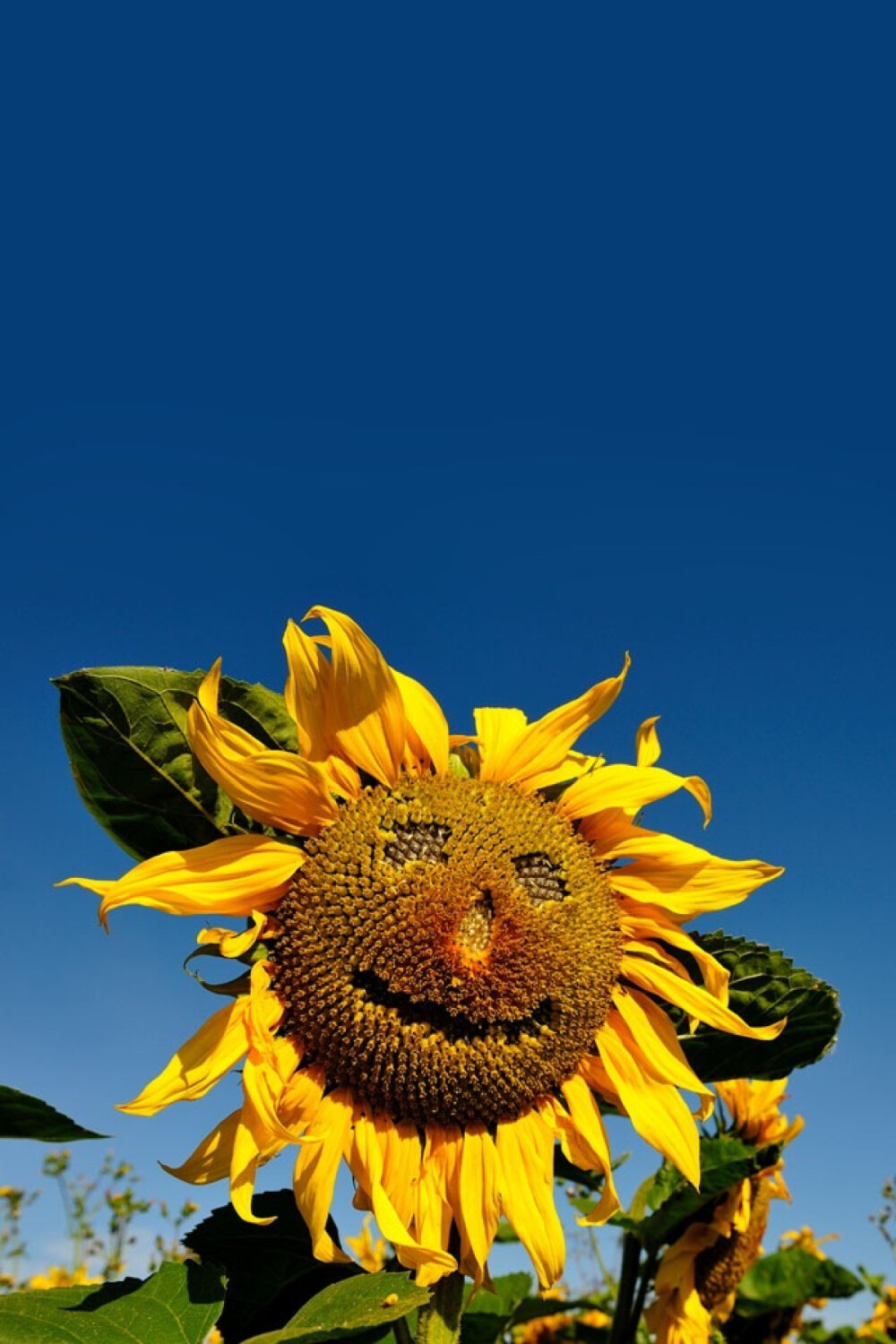 ����������˺�����΢���ǳƺ�����