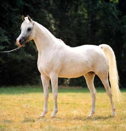 ���������ɻ���ʮ��������Щ�������к�������������