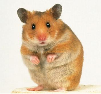 ����������������Ů��С�������ȫ