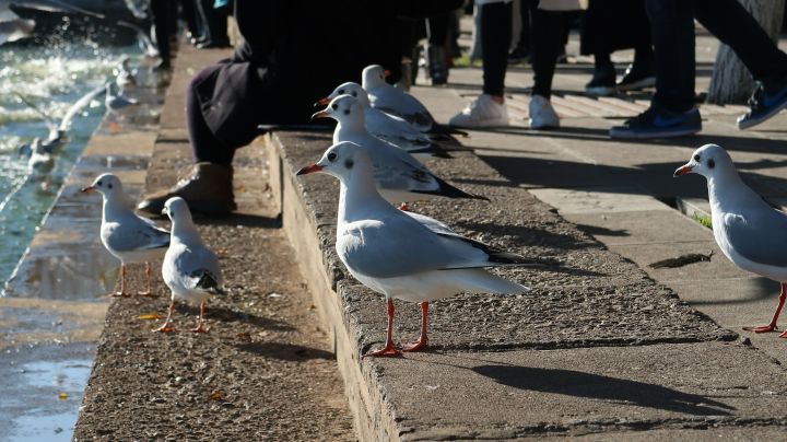 �����к������ֺ�Ԣ�����