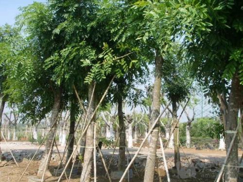 ľ��ȡ��Ӧ�ô�ʲô��?Ů��ȡ����ľ���Ը��ŵ�����