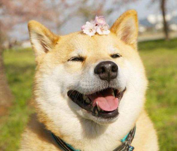 狗狗起什么名字旺主人