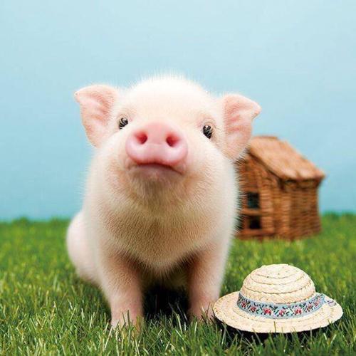 �����������ִ�ʲô�ֺã����������ɻ��50����