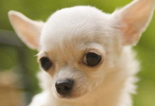 ���������ֿɰ�����Ӣ��