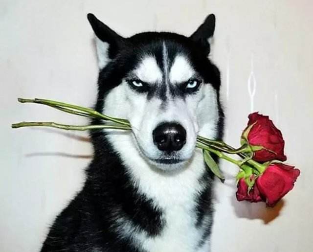 ���ȸ�Ц�Ĺ�ʿ�����ִ�ȫ