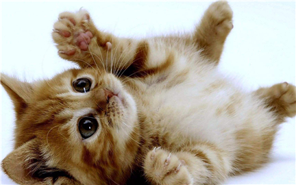 è��ȡ�����ر�һ���