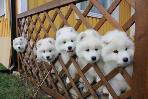 ��Ħ���ﹷ��ôȡ������������ĦҮ����