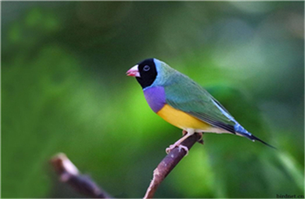 �����ĳ��������ִ�ȫ