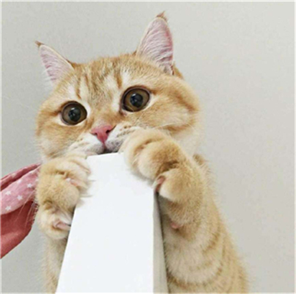 适合小橘猫的名字 橘猫吉利又好听的名字