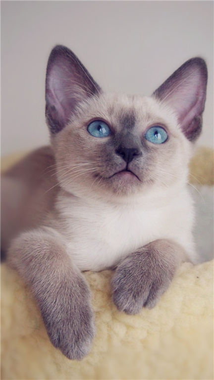 ����è��Ԣ�������