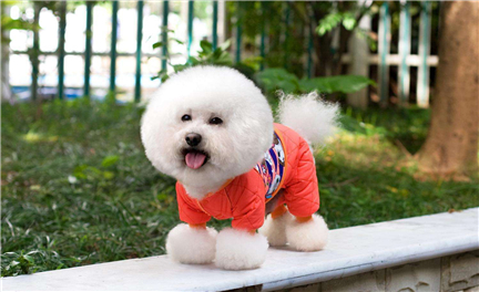 �������ŵĳ�������