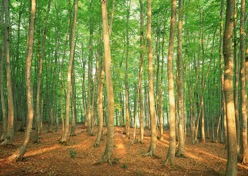 ȱľ�ָ��ŵ��к����� ����ȱľ��������� ����ȱľ100���к�����