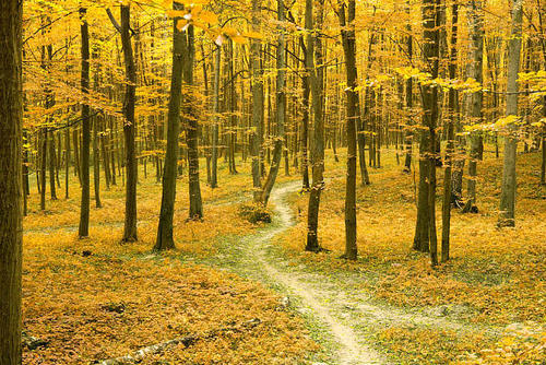 ȱľ�ָ��ŵ��к����� ����ȱľ��������� ����ȱľ100���к�����