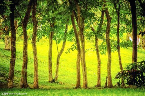 ����ȱľ��������ô�죿����ȱľ���к��������� ����ȱľȡ����ȫ