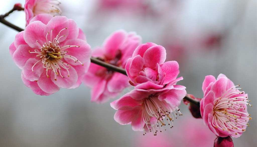 100�ִ�ľ�����к����� �б���ľ�����ִ�ȫ�� ľ����ϵĺ����ִ�ȫ