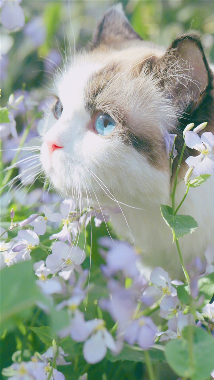 ����è��ȡʲô���ֺ���