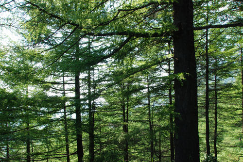 ����ȱľ��ʲô���ֺã�����ȱľ�к������� ����ȱľ�к����ִ�ȫ