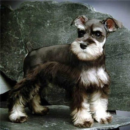 ѩ����ʱ�ֺ��������ִ�ȫ