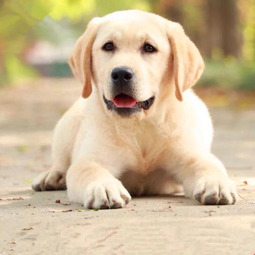 �����ֿɰ��Ĺ������ִ�ȫ