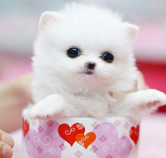 ���ÿɰ���С������