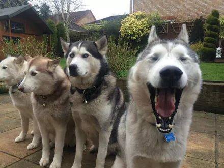 �Ƚ�ɳ���������