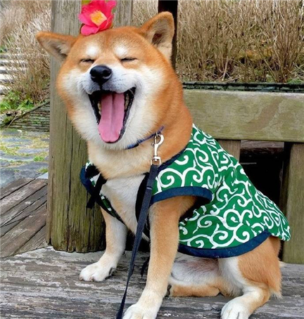 ������������ĳ�������