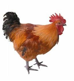 ����ȱ��Ů��������ôȡ ������ȱ��ȡ��Ů�� ����ȱ��Ů�����ִ�ȫ