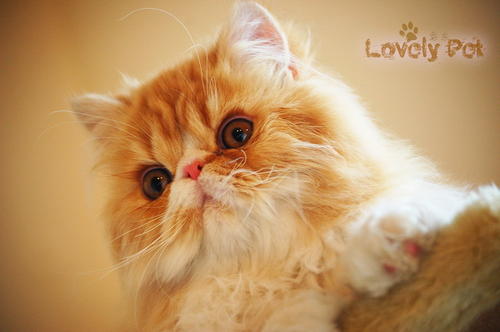 �г���è����ʲô����