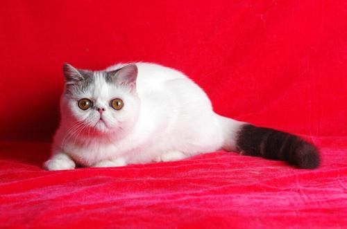 �г���è����ʲô����