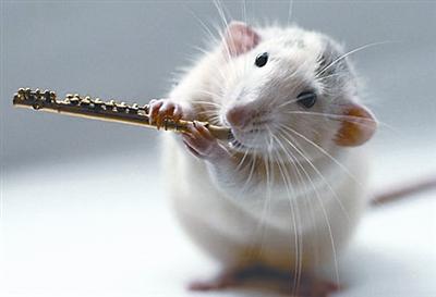 ˫��̥Ů������һ��