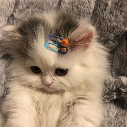 Сĸèȡʲô