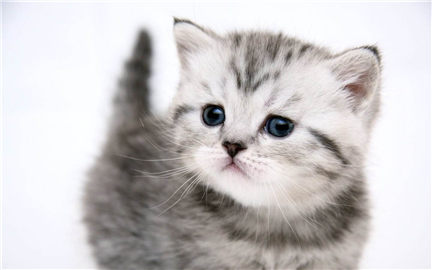 С��è�ɰ����ִ�ȫ