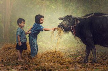 2021��ţ�к������ִ�ȫ ��ţ����ȡ�������ֺͼ����־���