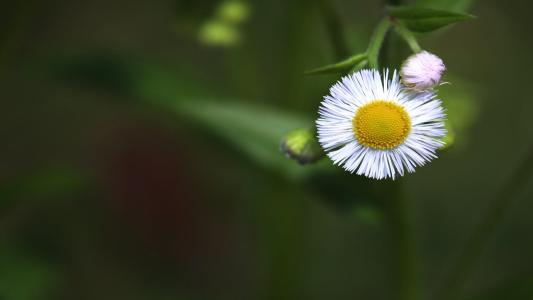 ��ʫ�к������������֣���Ƨ�����޵Ĺ�ʫ������