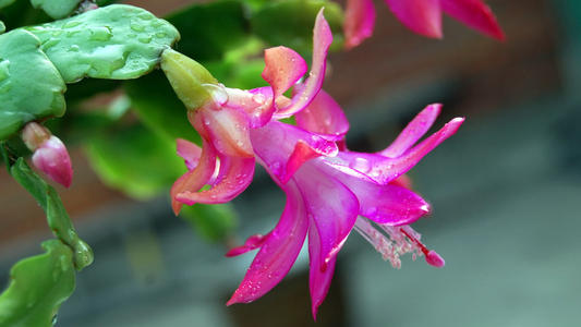 ����Ů��Ư���к��������֣���Ԣ������Ů������