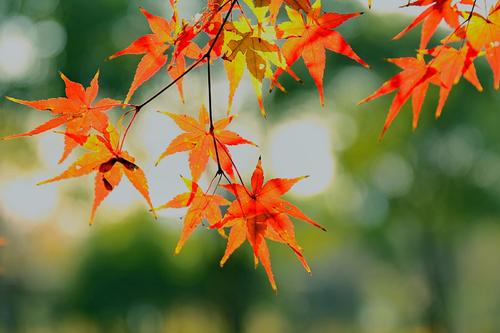 ���Ĳɵ�ʵ�Ů�����֣�����ʫ�еĹŷ�����