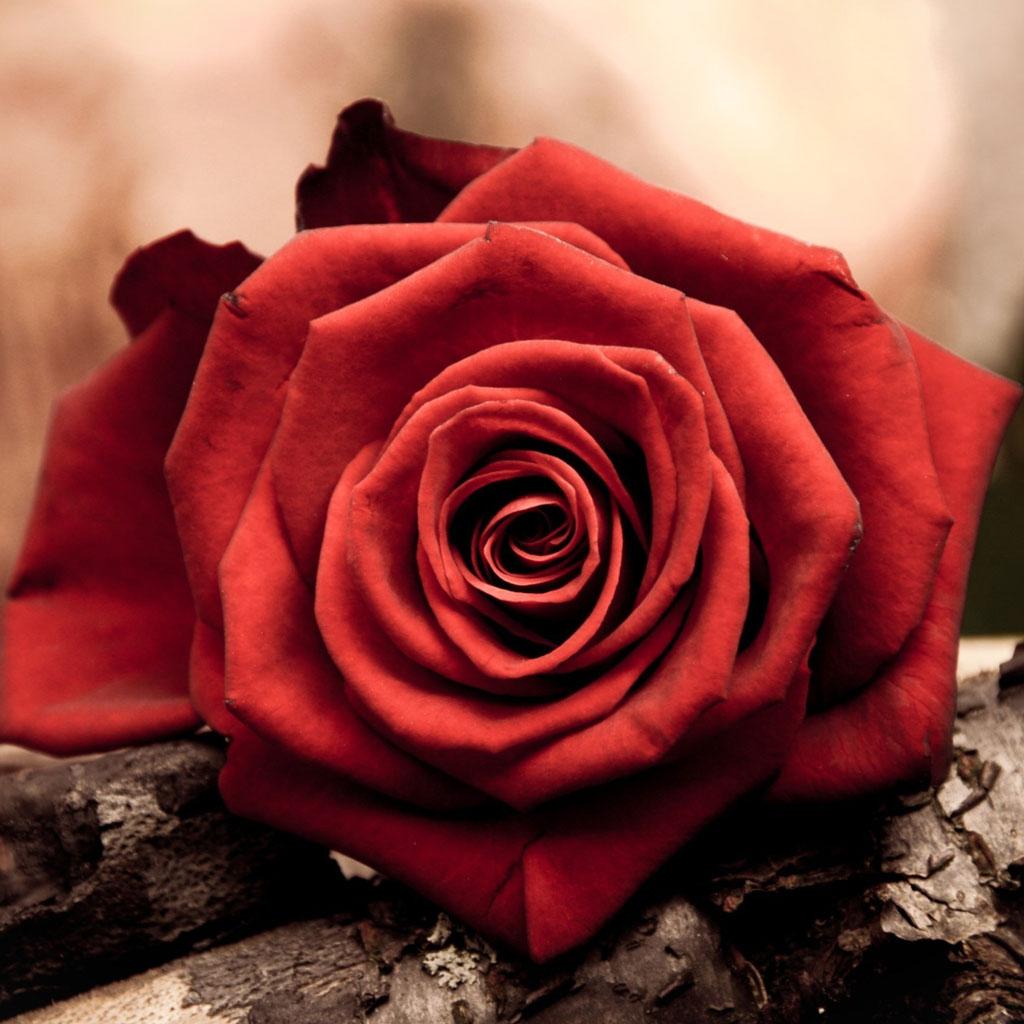 ��ܲ�ֵ�Ů���������Ԣ�� ȡ����ܲ�ֵĺ���ϡ�ٵ�����