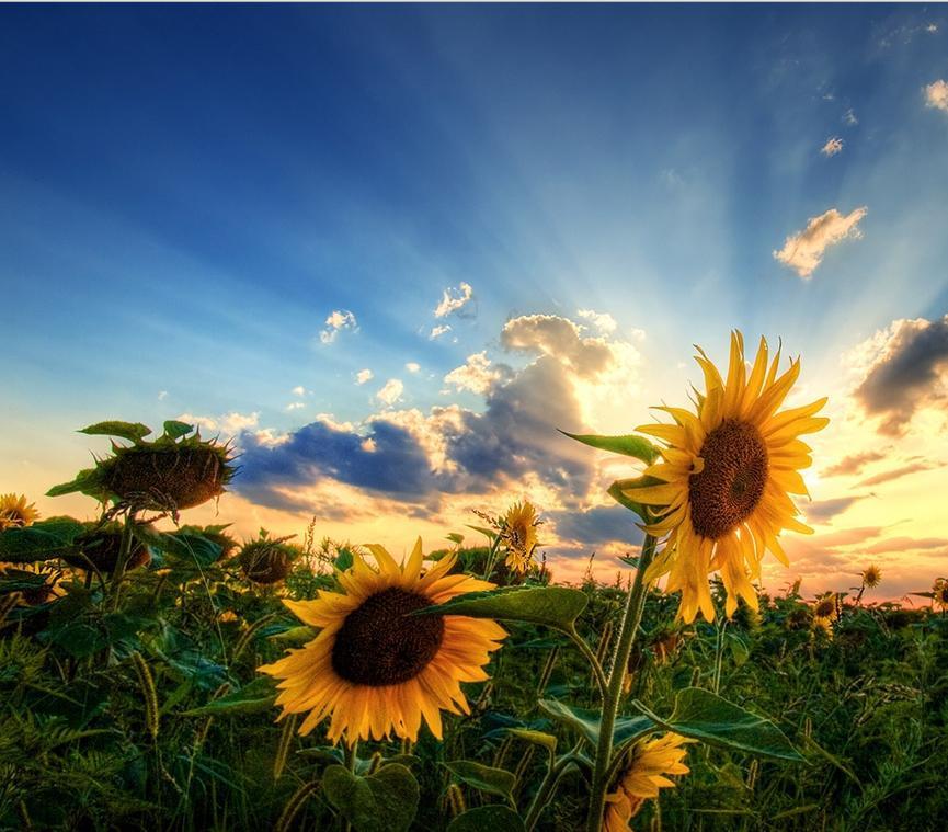 ţ��Ů�������������ʵ����� Ů��ţ�������ִ�ȫ