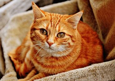 è����ôȡ���в�?������һ�޶���è�����ִ�ȫ�ɰ�