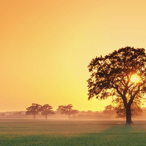 ľ���Ե���ţ�����к������ֽ�ʲô�� �к�ȱľ�����ִ�ȫ��