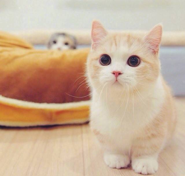 顺口洋气招财的猫咪名字取名技巧 可爱又沙雕的猫咪名字大全