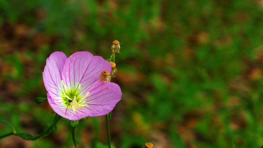 ��һ�޶��ĵ�������Ů���ã��Ƚ�������ĵ�������