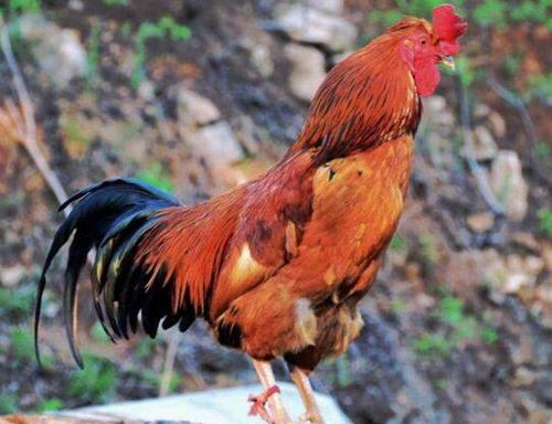 �������³�����ʲô�����������³���������ȫ